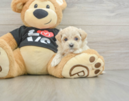 8 week old Maltipoo Puppy For Sale - Seaside Pups