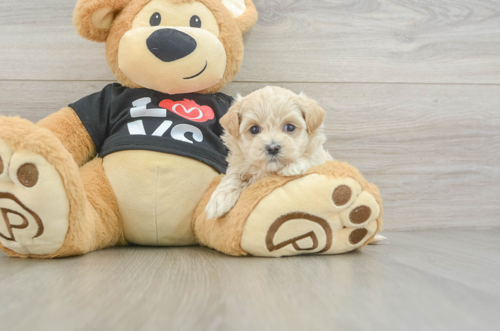 5 week old Maltipoo Puppy For Sale - Seaside Pups