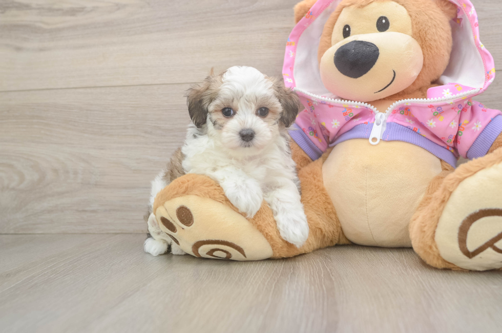 6 week old Maltipoo Puppy For Sale - Seaside Pups