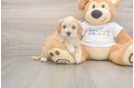 Funny Maltipoo Poodle Mix Pup
