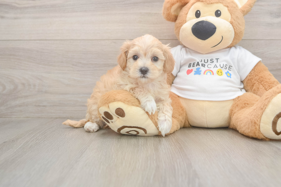 Funny Maltipoo Poodle Mix Pup