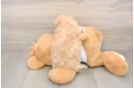 Playful Maltidoodle Poodle Mix Puppy