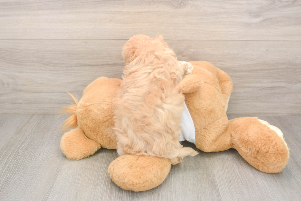 Playful Maltidoodle Poodle Mix Puppy