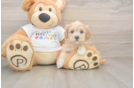 Maltipoo Puppy for Adoption