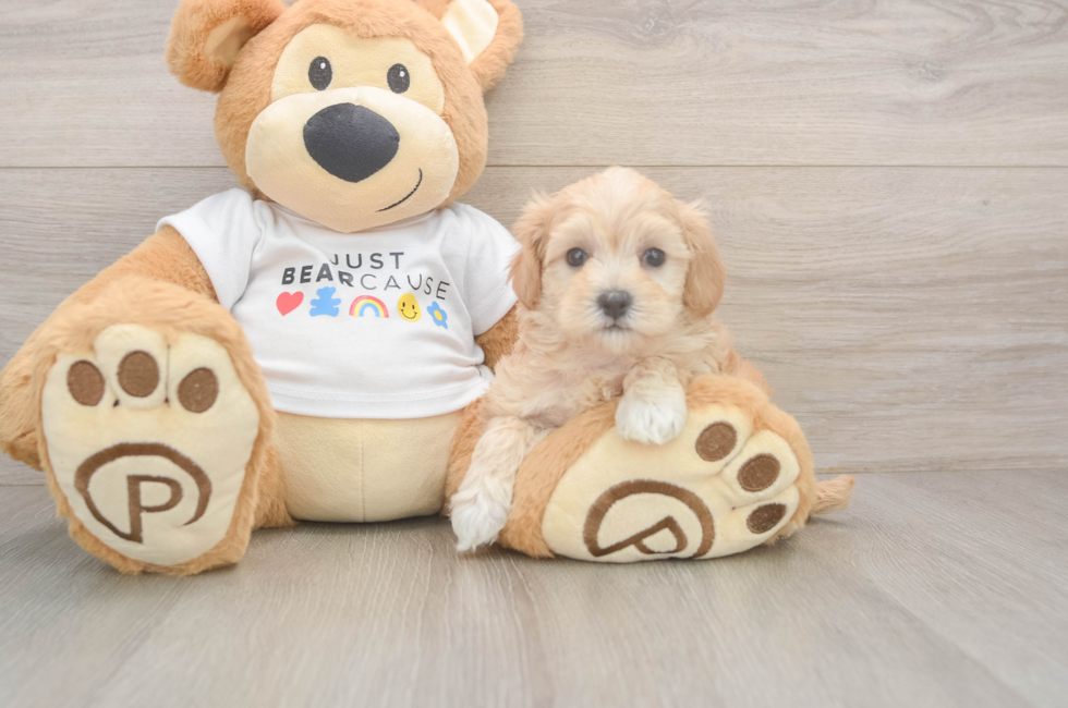 5 week old Maltipoo Puppy For Sale - Seaside Pups