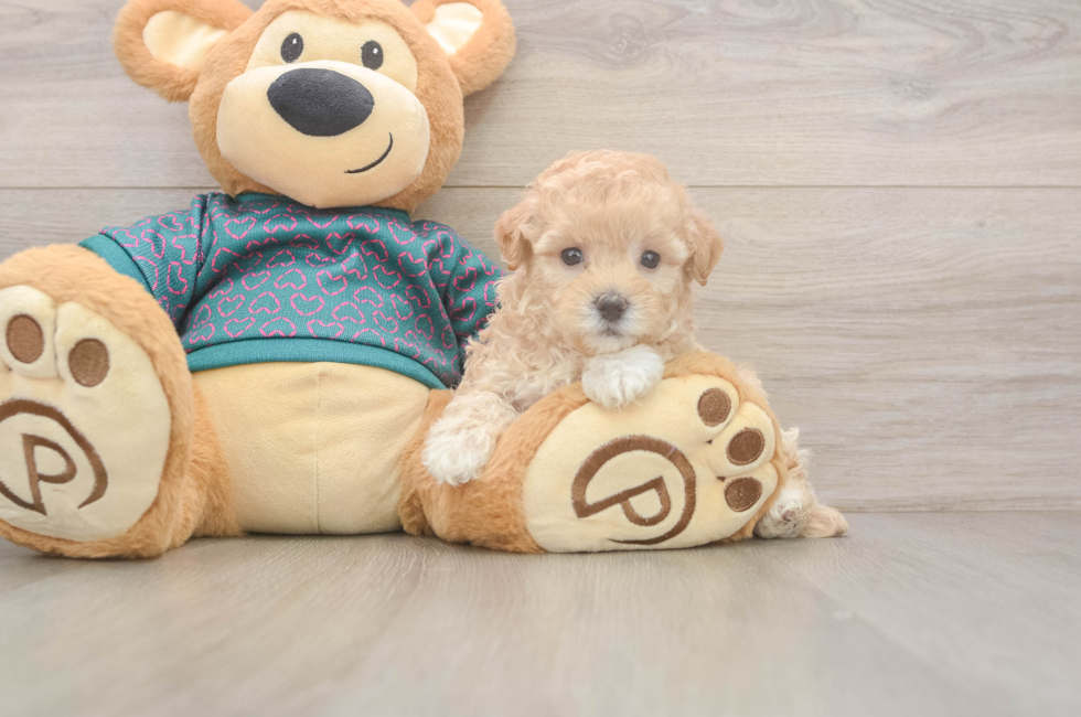 5 week old Maltipoo Puppy For Sale - Seaside Pups