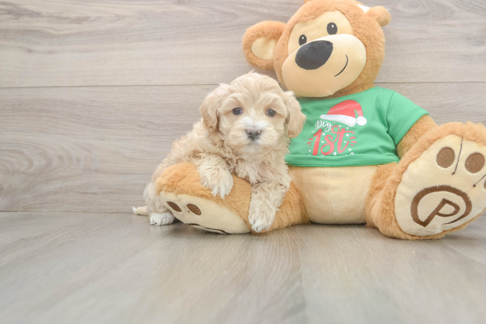 Smart Maltipoo Poodle Mix Pup