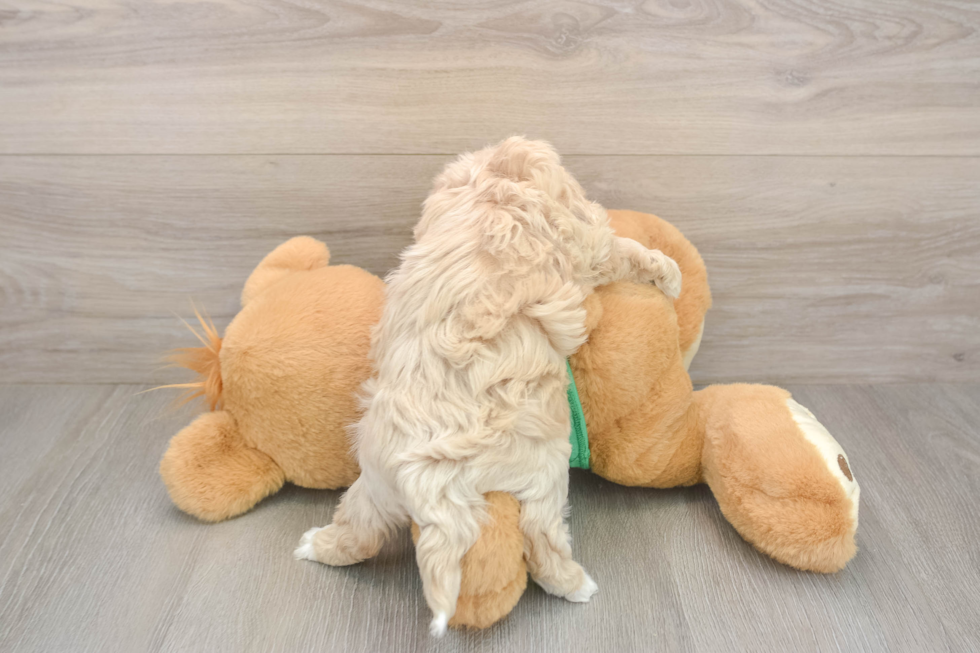 Maltipoo Pup Being Cute