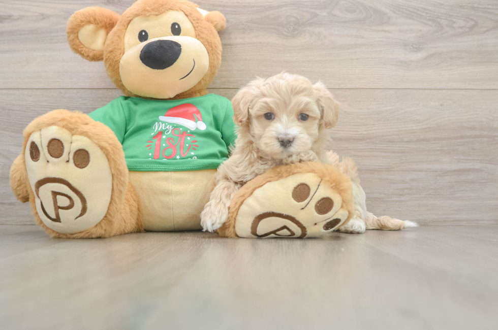 5 week old Maltipoo Puppy For Sale - Seaside Pups