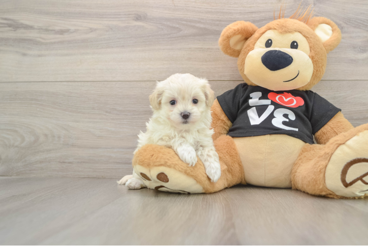 Best Maltipoo Baby