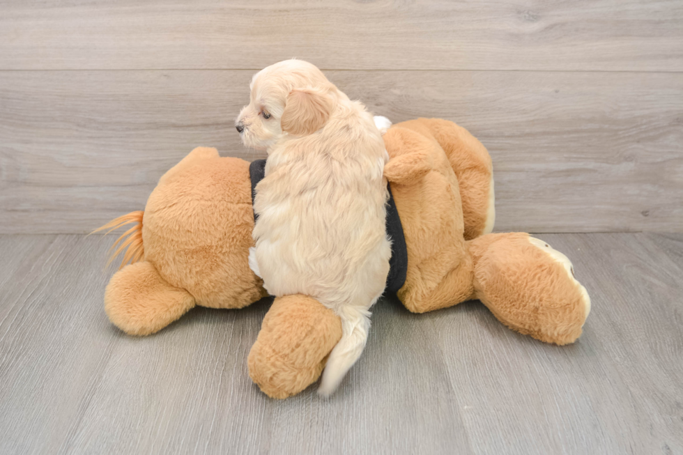 Playful Moodle Poodle Mix Puppy