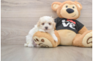 Little Maltese Poodle Poodle Mix Puppy