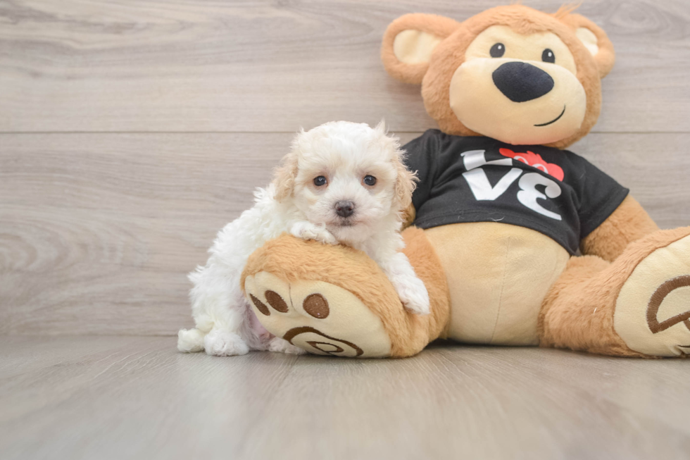 Little Maltese Poodle Poodle Mix Puppy