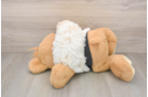 Maltipoo Puppy for Adoption