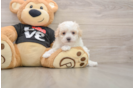 Best Maltipoo Baby