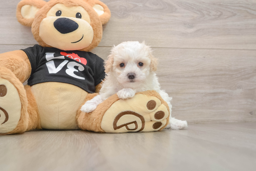 Best Maltipoo Baby