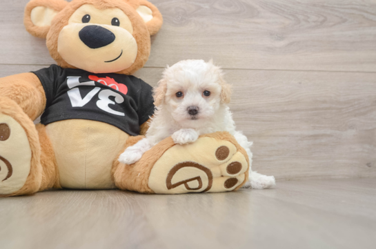 Best Maltipoo Baby