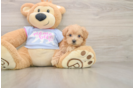 Friendly Maltipoo Baby