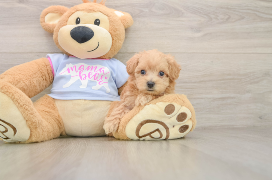 Friendly Maltipoo Baby