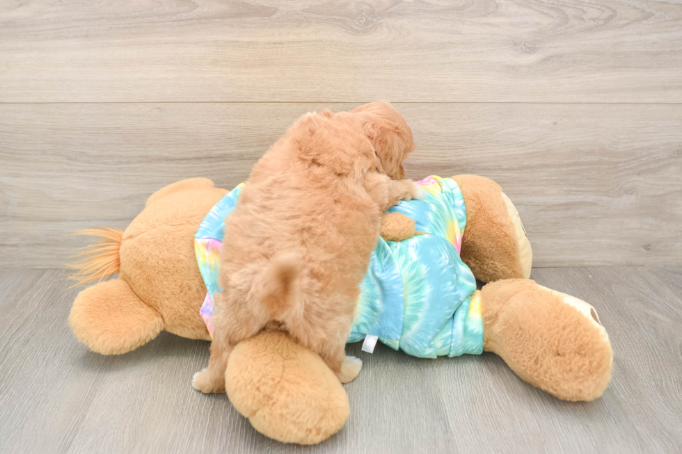 Happy Maltipoo Baby