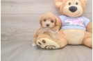 Popular Maltipoo Poodle Mix Pup