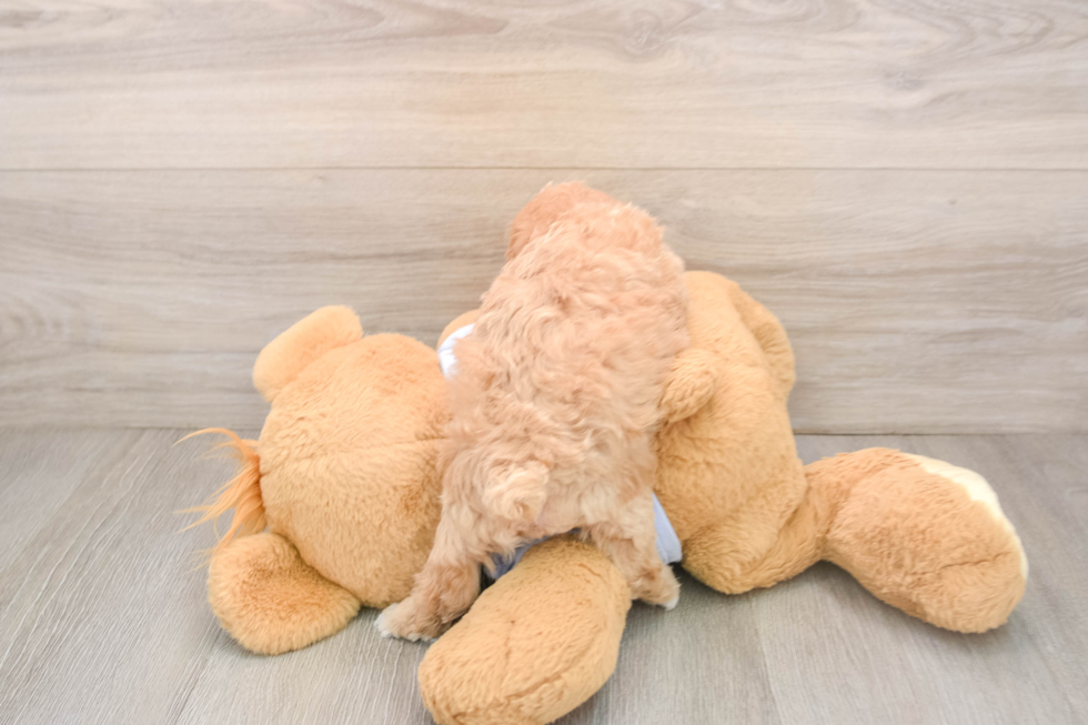 Adorable Malt a Poo Poodle Mix Puppy