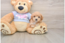 Maltipoo Pup Being Cute