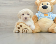 8 week old Maltipoo Puppy For Sale - Seaside Pups