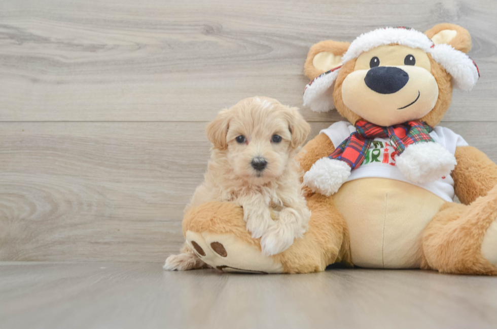 6 week old Maltipoo Puppy For Sale - Seaside Pups