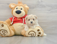 7 week old Maltipoo Puppy For Sale - Seaside Pups