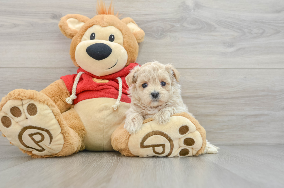 6 week old Maltipoo Puppy For Sale - Seaside Pups