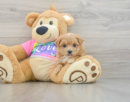 8 week old Maltipoo Puppy For Sale - Seaside Pups