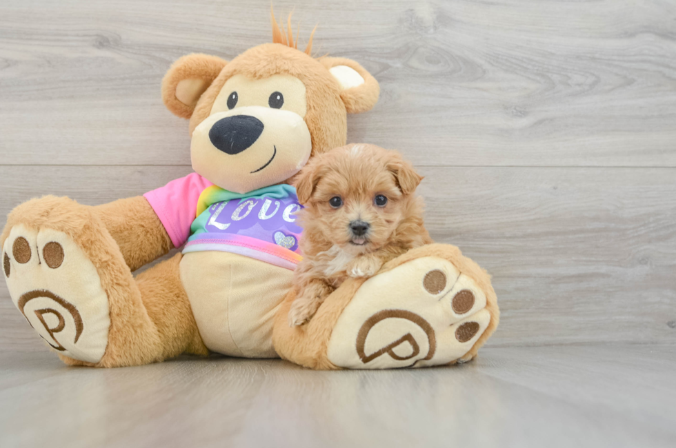 6 week old Maltipoo Puppy For Sale - Seaside Pups