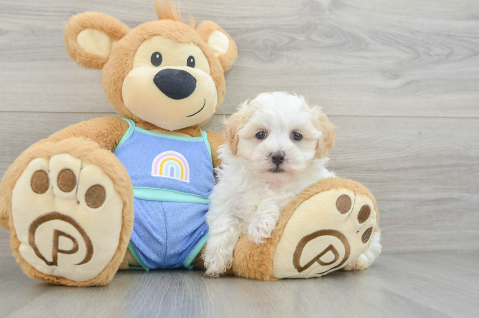 7 week old Maltipoo Puppy For Sale - Seaside Pups