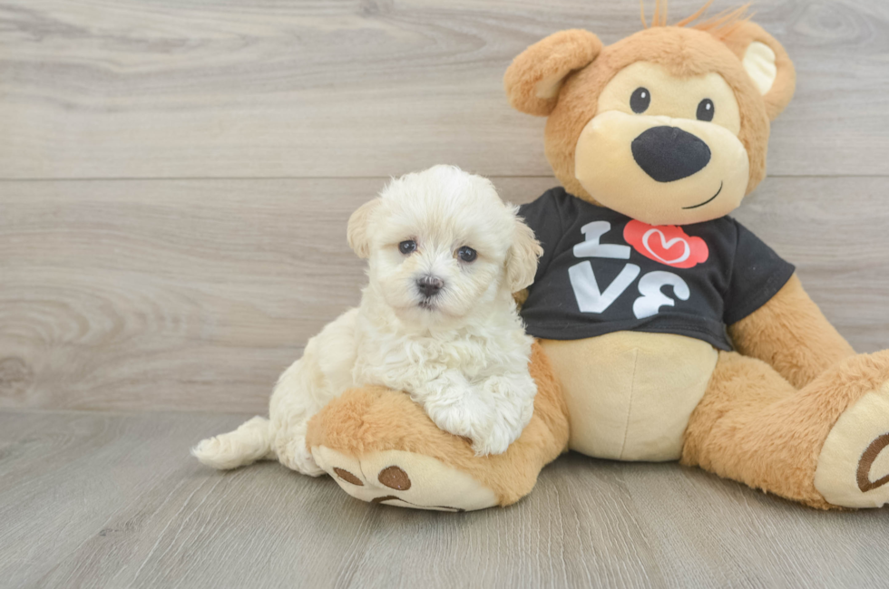 6 week old Maltipoo Puppy For Sale - Seaside Pups