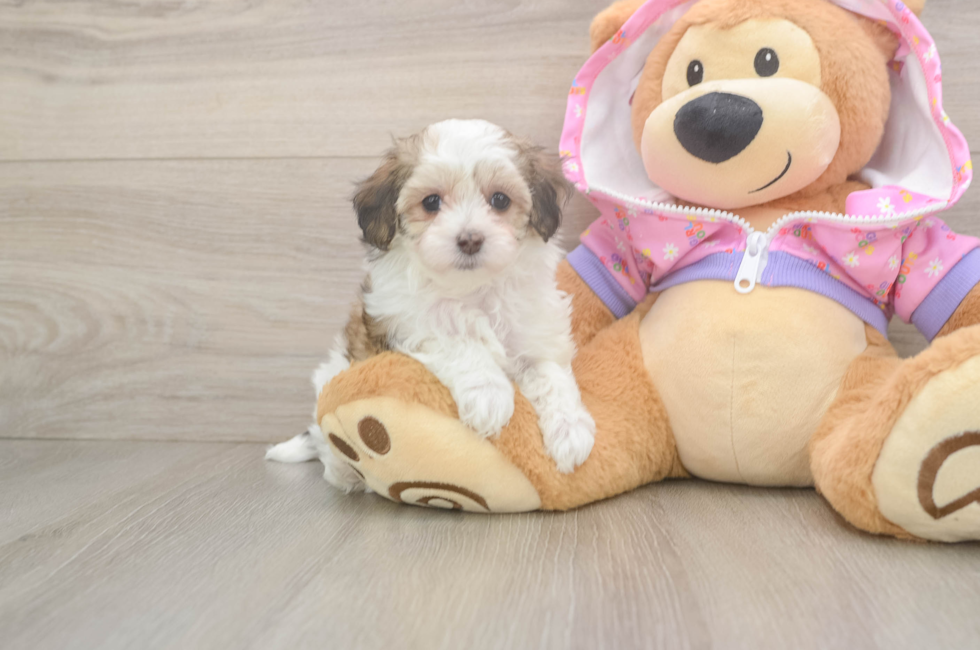 6 week old Maltipoo Puppy For Sale - Seaside Pups