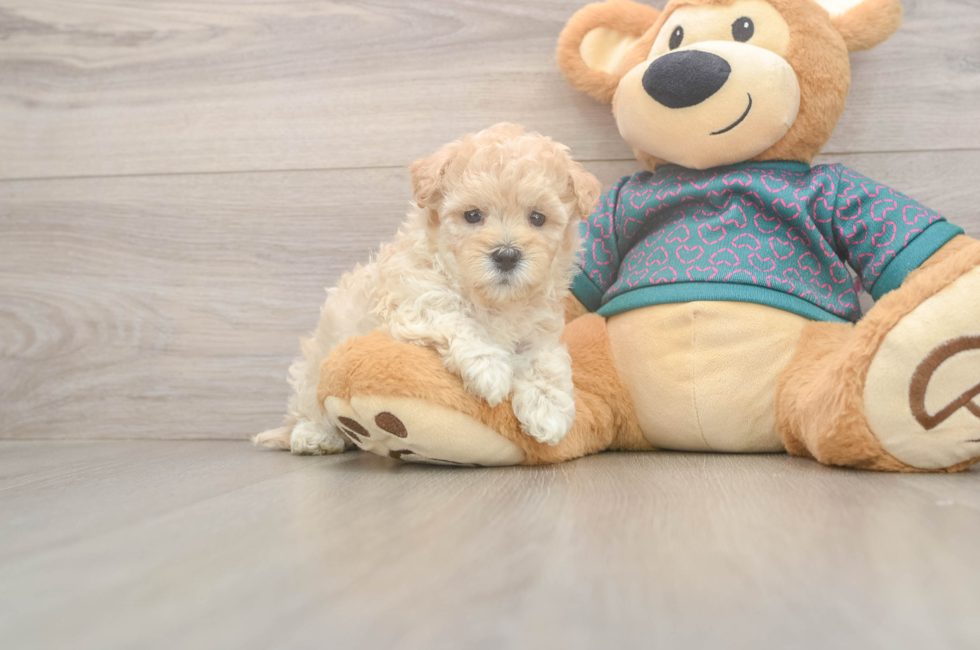 5 week old Maltipoo Puppy For Sale - Seaside Pups