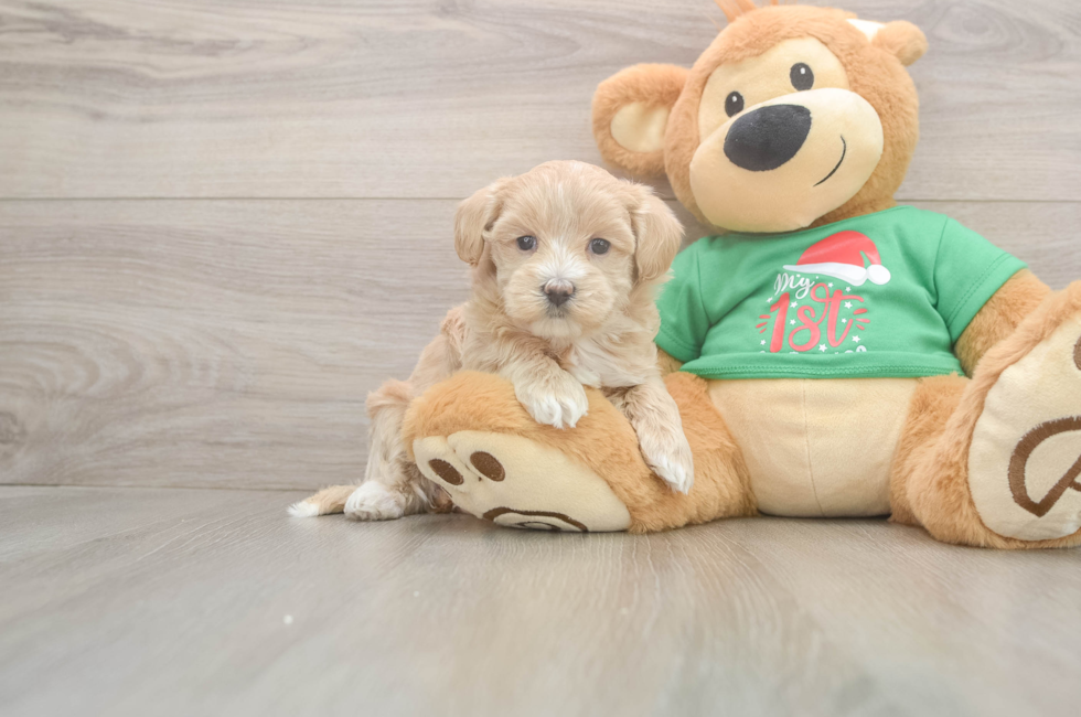 5 week old Maltipoo Puppy For Sale - Seaside Pups