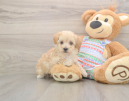 6 week old Maltipoo Puppy For Sale - Seaside Pups