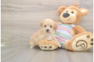 Petite Maltipoo Poodle Mix Pup