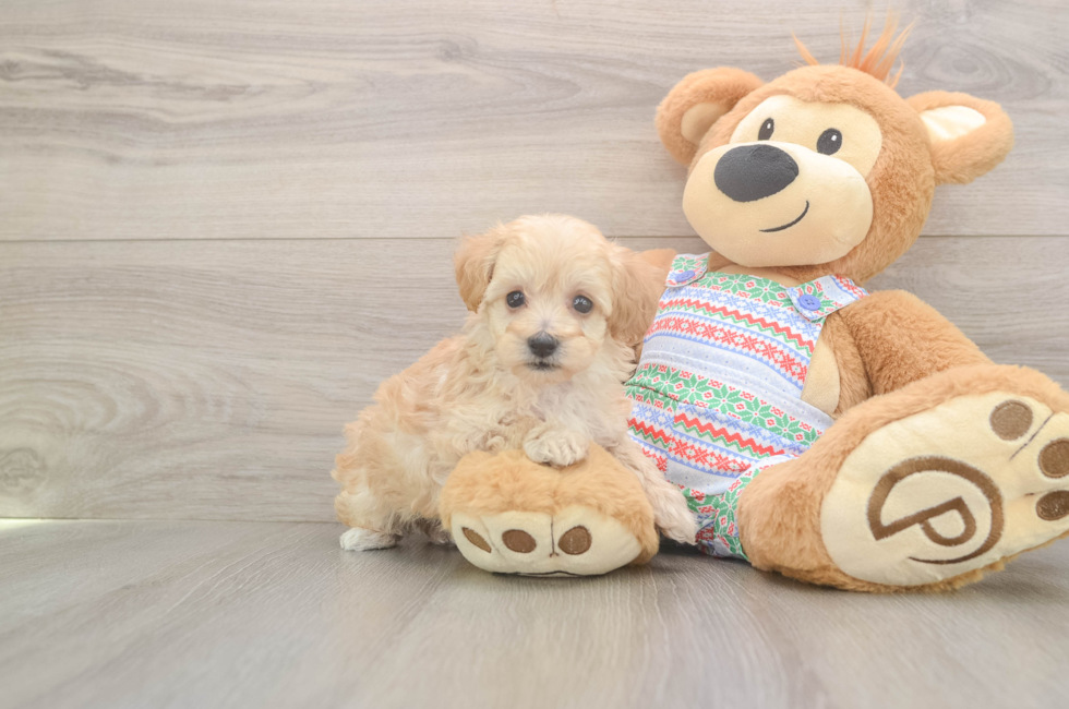 5 week old Maltipoo Puppy For Sale - Seaside Pups