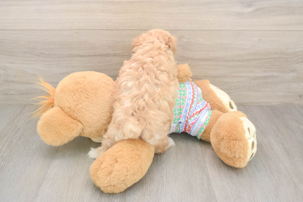 Petite Maltipoo Poodle Mix Pup