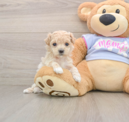 7 week old Maltipoo Puppy For Sale - Seaside Pups