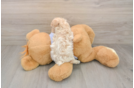 Fluffy Maltipoo Poodle Mix Pup