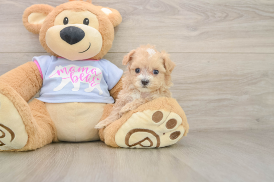 Maltipoo Puppy for Adoption