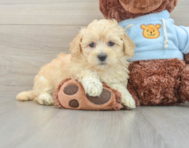 9 week old Maltipoo Puppy For Sale - Seaside Pups