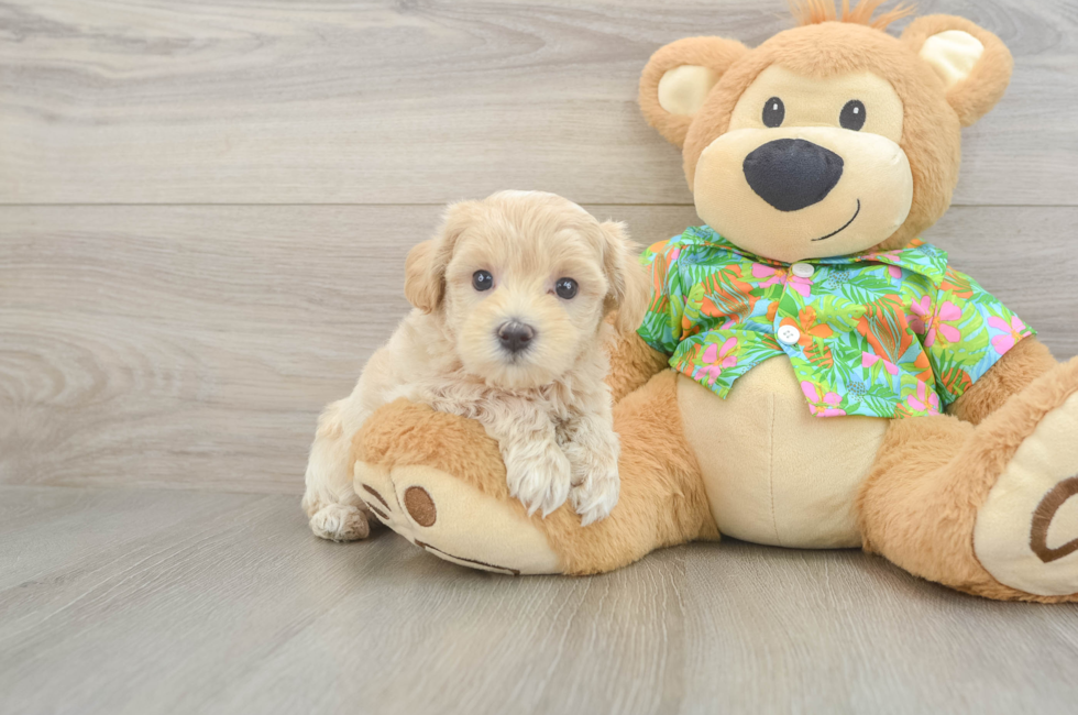 6 week old Maltipoo Puppy For Sale - Seaside Pups