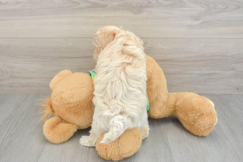 Meet Ervin - our Maltipoo Puppy Photo 2/3 - Seaside Pups