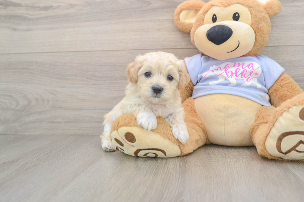 Energetic Maltidoodle Poodle Mix Puppy