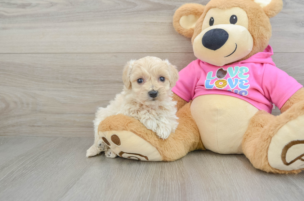 5 week old Maltipoo Puppy For Sale - Seaside Pups